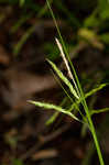 White edge sedge